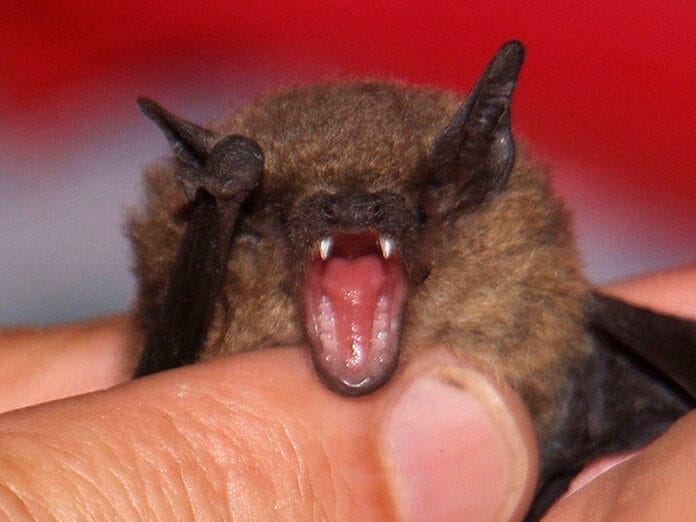 Científicos de Wuhan revelaron que sí fueron mordidos por murciélagos