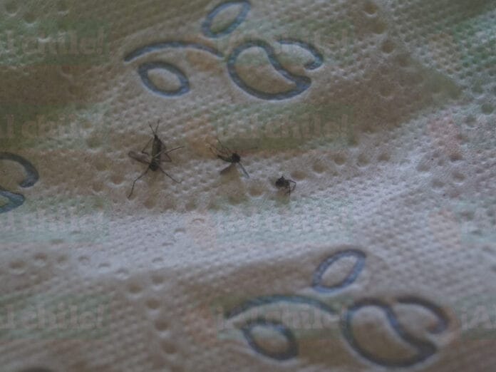 Familias de Tzucacab preocupadas por el enjambre de mosquitos