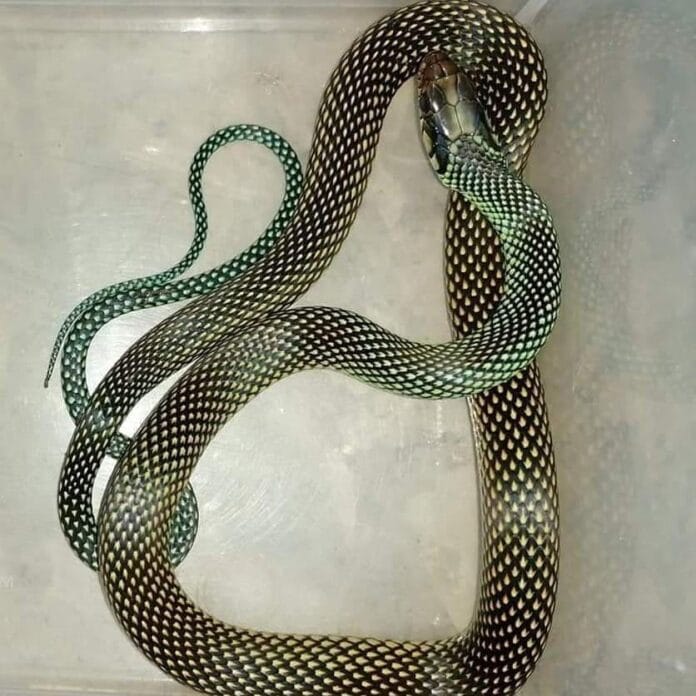 Descubren a serpiente emblemática en Dziuché (fotos)
