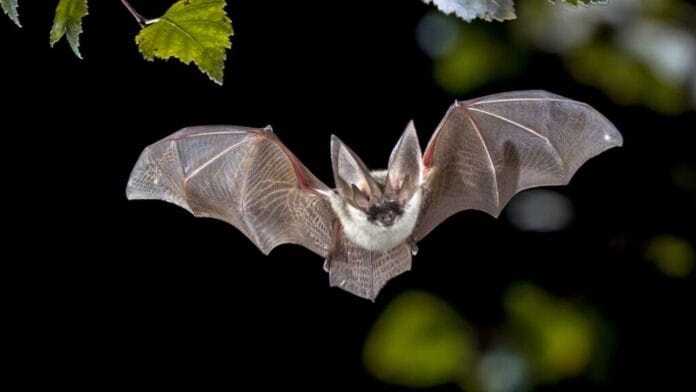 Hallan nuevos coronavirus en murciélagos en China