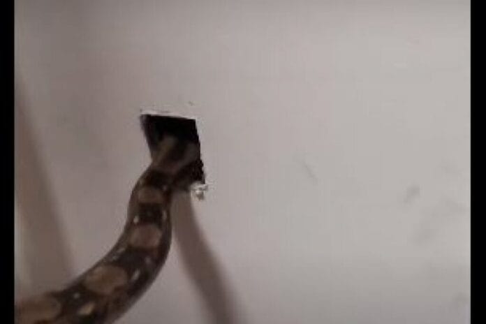 Fumigan casa llena de ratones utilizando una serpiente (video)