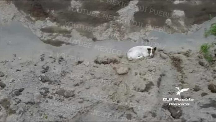 Con dronne localizan a otro perrito en el socavón de Puebla