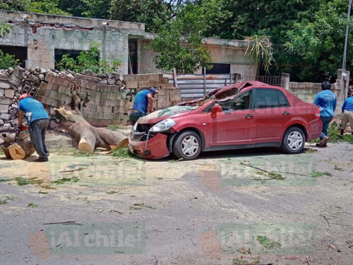 Árbol de flamboyan cae encima de un auto en movimiento en Mérida