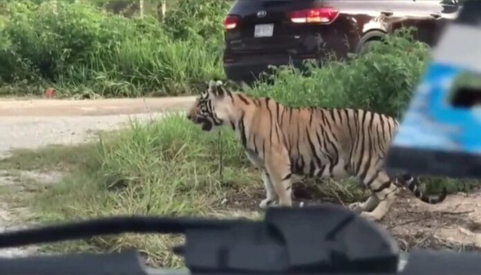tigre suelto en la carretera