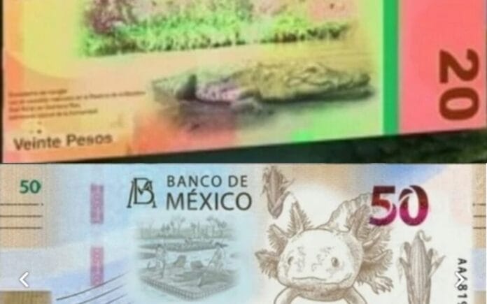 nuevos billetes de 50 y 20 pesos