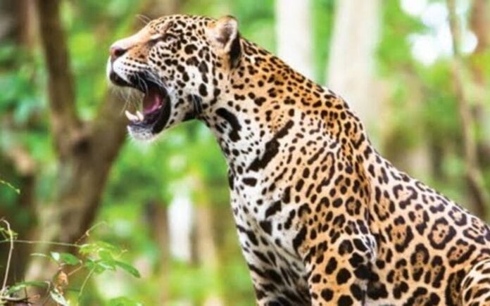 Jaguar de Campeche