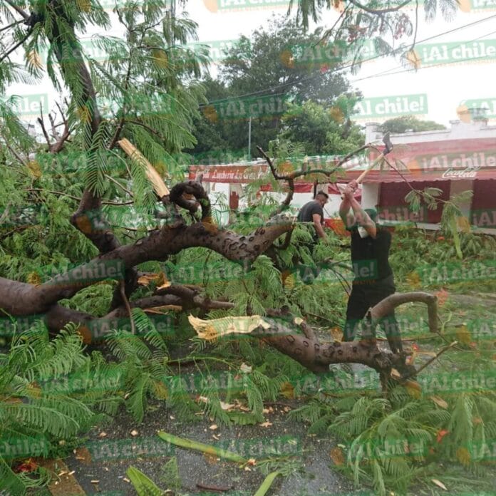 árboles caídos en Mérida