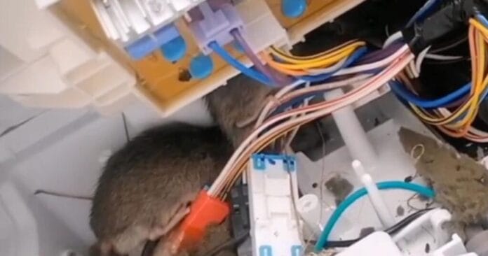 Encuentra nido de ratas dentro de su lavadora (VIDEO)