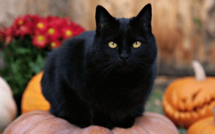 gatos negros para rituales