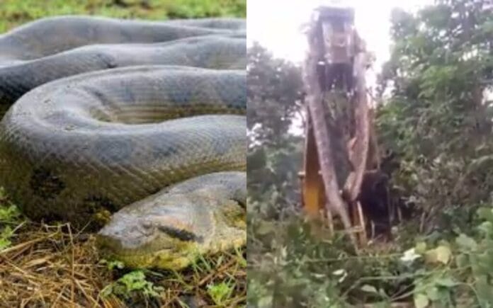 la serpiente más grande del mundo