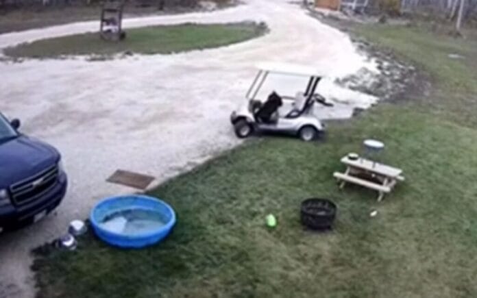 Perro maneja un carrito de golf