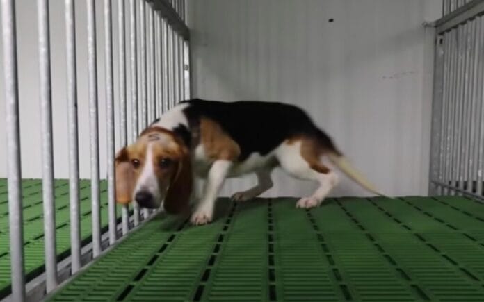 sacrificar a 32 cachorros en España