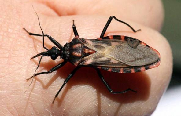 Este bicho yucateco podría matarte con su excremento