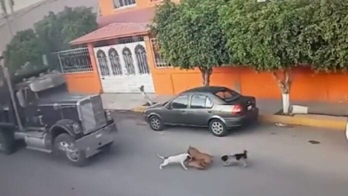 Conductor de tráiler atropella sin piedad a perritos callejeros (VIDEO)