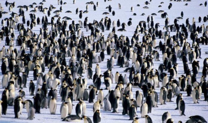 contar pingüinos en la Antártida