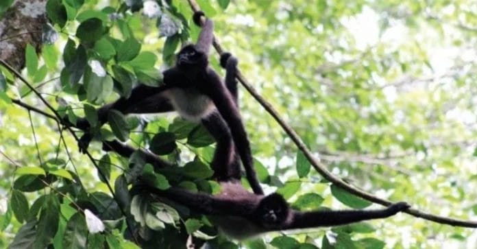 Tren Maya: Captan a mono araña columpiándose 'en lo que queda' de su habitat (VIDEO)