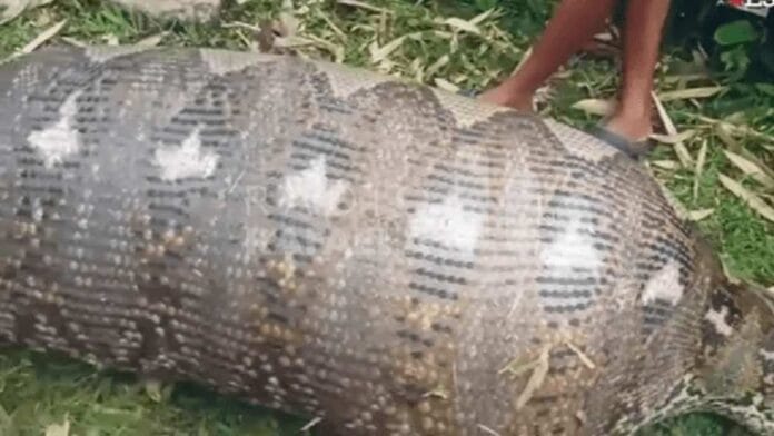 Enorme serpiente estalla tras comerse una vaca (VIDEO)