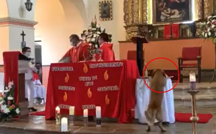 Perrito se roba pan sagrado durante misa en una iglesia (VIDEO)