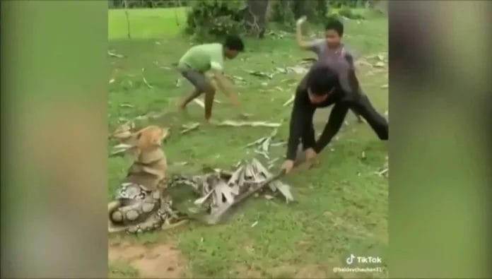 Niños salvan a perrito de morir por una serpiente (VIDEO)