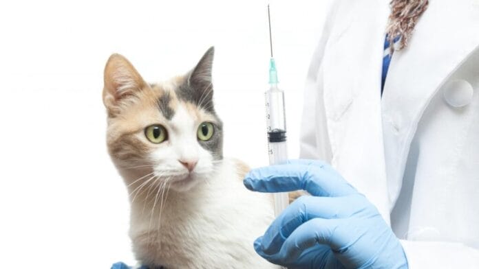 Vacuna Covid para mascotas: Realizan con éxito un estudio