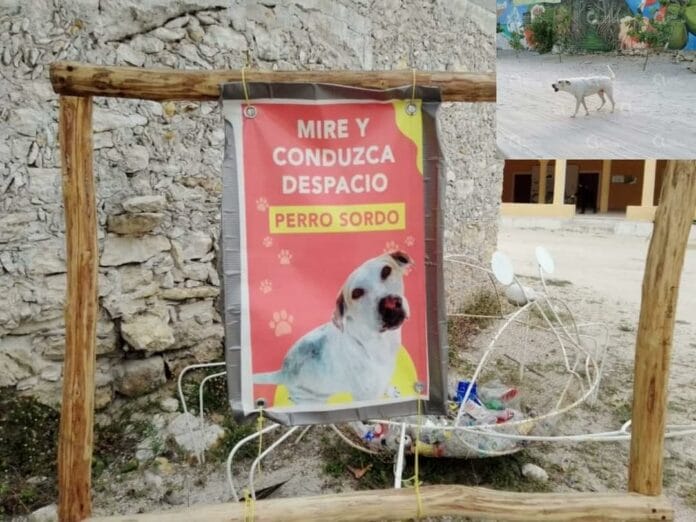 Muere 'Sordo', perrito que padecía discapacidad auditiva en San Crisanto