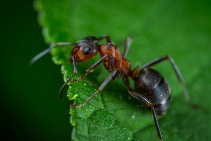 Así es como se ve el rostro de una hormiga de cerca (FOTO)