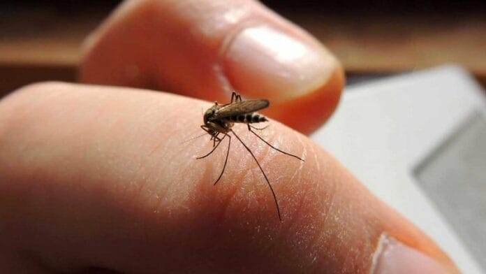 Dengue en Yucatán imparable; hay más de 100 casos