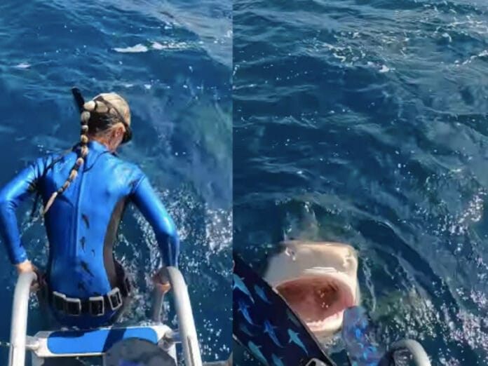 Buzo casi cae en boca de tiburón al intentar lanzarse al agua (VIDEO)