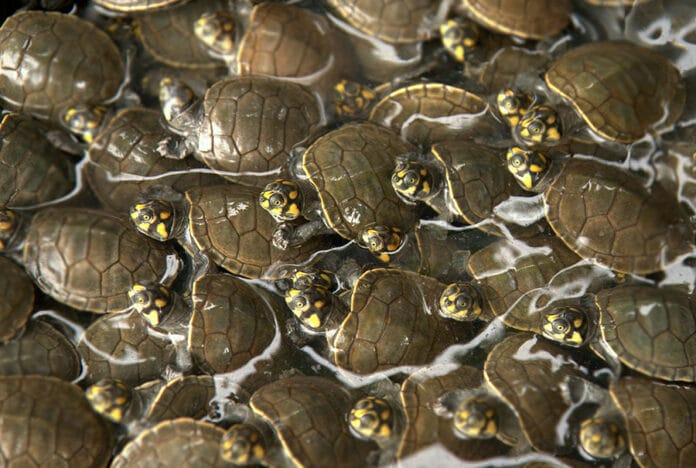 Liberan más de 6 mil crías de tres especies de tortugas para repoblamiento de la Amazonía