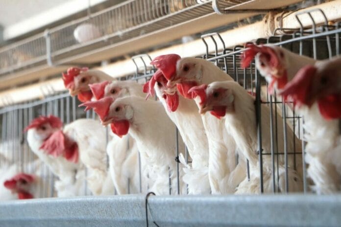 Detectan gripe aviar AH5N1 en Yucatán