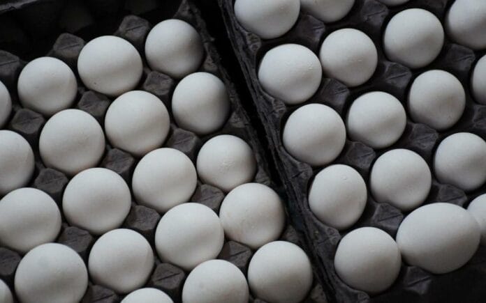 Precio del huevo en Yucatán, por las alturas por la gripa aviar