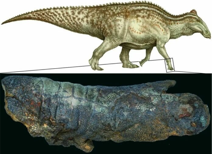 Dinosaurio momificado genera expectativas en los científicos; podría cambiar el estudio de fósiles en un futuro