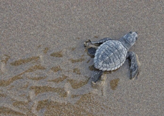 Policía Ecológica y alumnos del Centro de Estudios Tecnológicos del Mar de Yucalpeten (Cetmar), participaron en la liberación de una ejemplar de tortuga