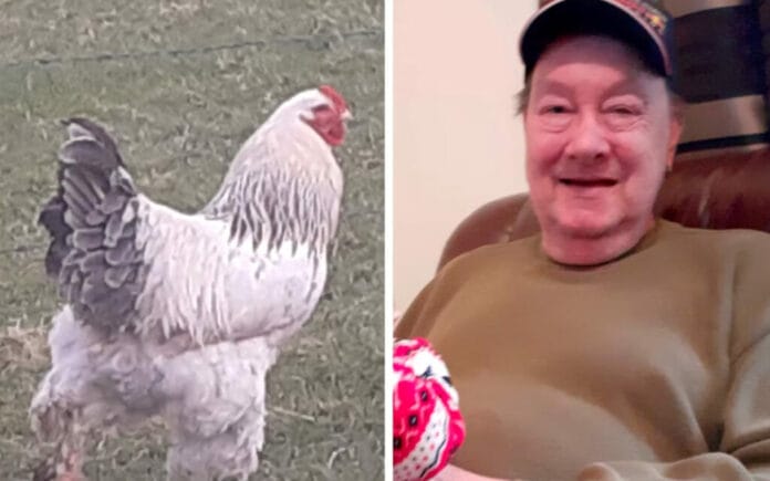 Abuelito muere al ser brutalmente atacado por un gallo