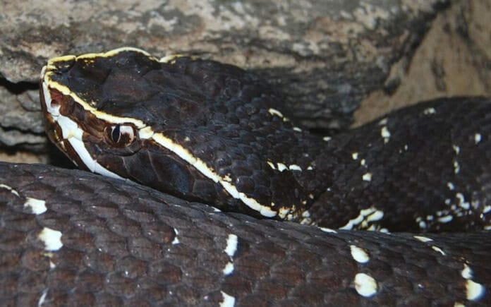 Conoce a la Huolpoch; la serpiente más venenosa de Yucatán