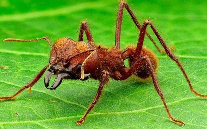 Hormigas arrieras causan terror en Tzucacab