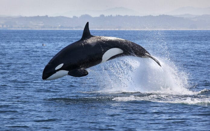 Orcas son captadas en aguas mexicanas (VÍDEO)