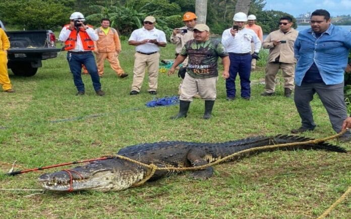 Un cocodrilo gigante fue capturado en Coatzacoalcos