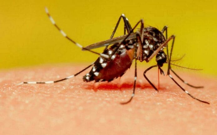 Yucatán es el segundo estado con más casos de dengue