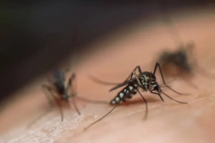 Yucatán es el segundo estado a nivel nacional con más casos de dengue