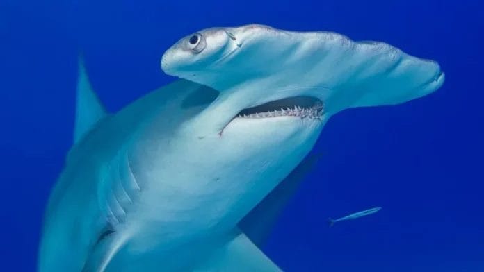 Captan a tiburón martillo atacando a un perro en el Caribe
