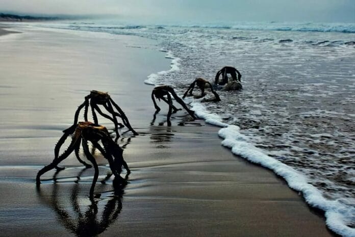 Captan extrañas criaturas saliendo del mar (FOTOS)