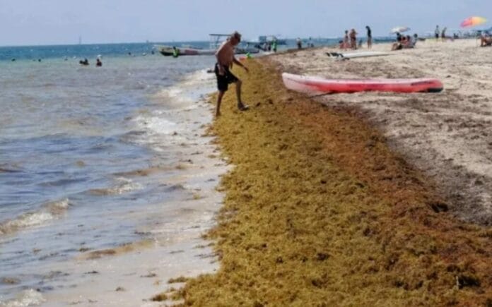Playas de Yucatán con sargazo