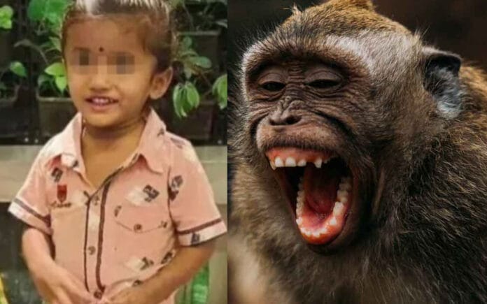 Manada de monos mutilan a niña de 3 años