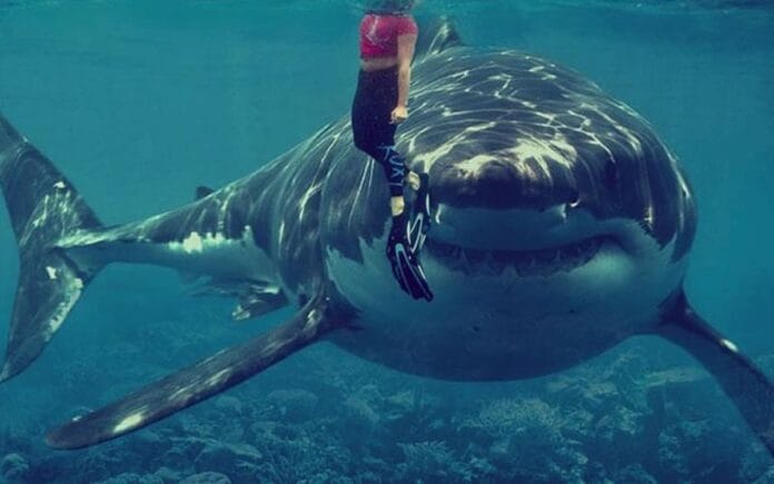 atacado por un tiburón en Egipto