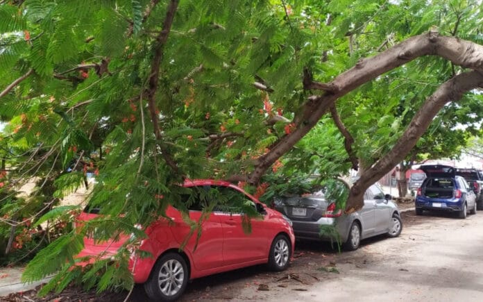 Cae árbol de flamboyán sobre tres vehículos