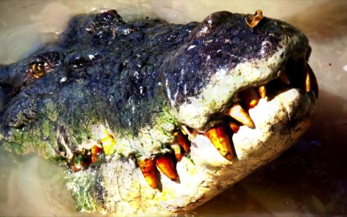Granjero desaparecido es encontrado en el estómago de un cocodrilo