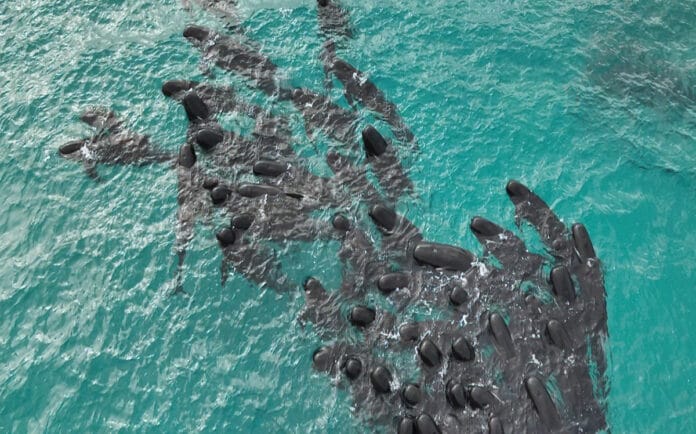 Más de 90 ballenas quedaron varadas en Australia;  no se logró rescatarlas (VÍDEO)