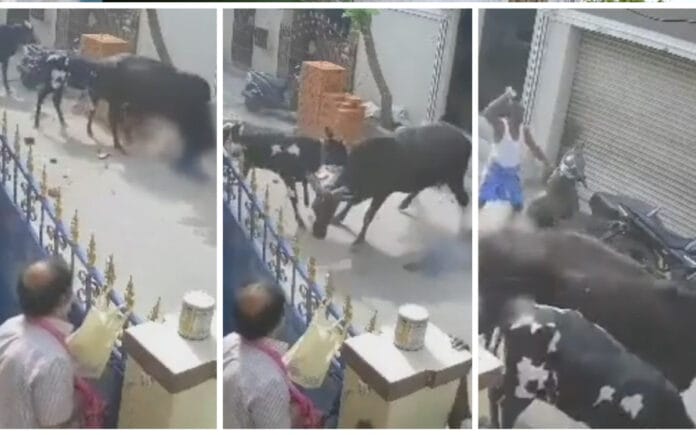 Chavita es brutalmente atacada por una vaca (VÍDEO)