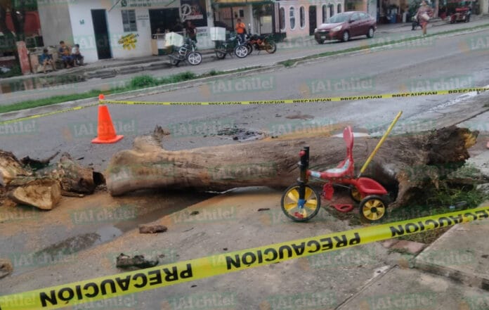 Chavito pierde la vida en Umán; le cayó un árbol encima